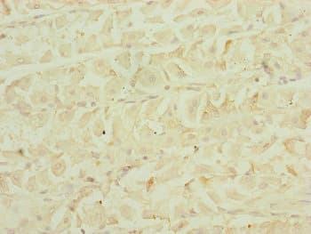 EF1G / EEF1G Antibody