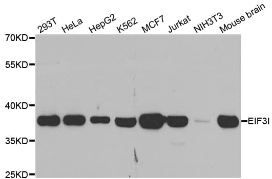 EIF3I / EIF3S2 Antibody
