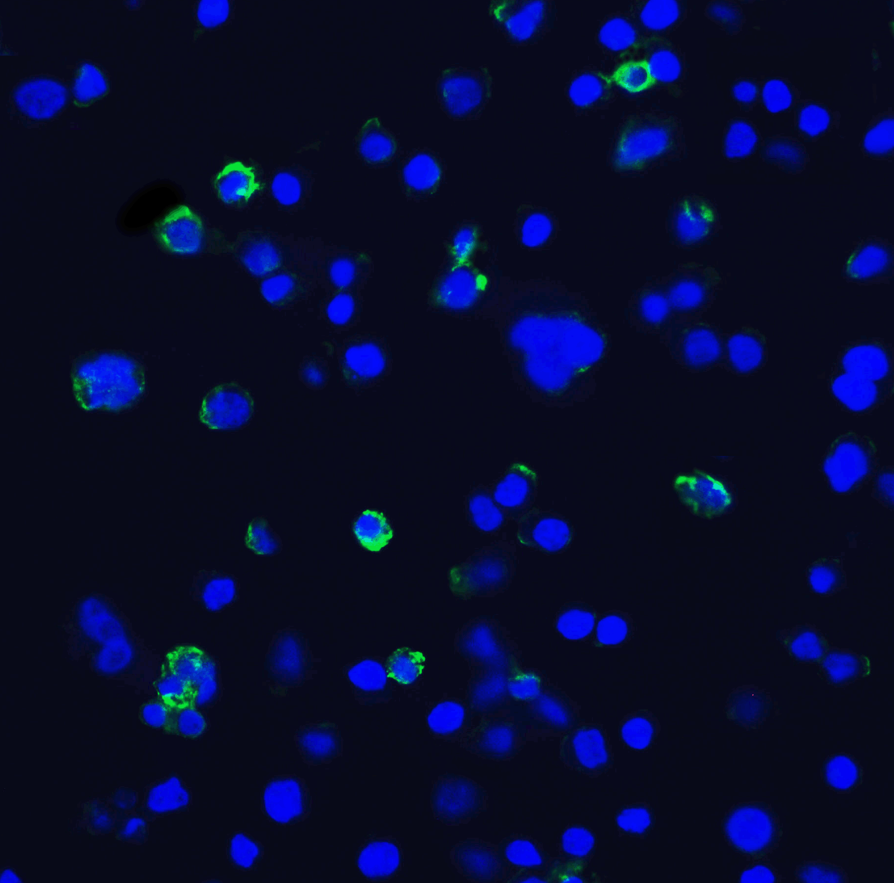 Monoclonal Mouse anti-Human HAVCR2 / TIM-3 Antibody (clone 1C6, IHC, IF)