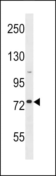 GOLGA8H Antibody (aa19-45)