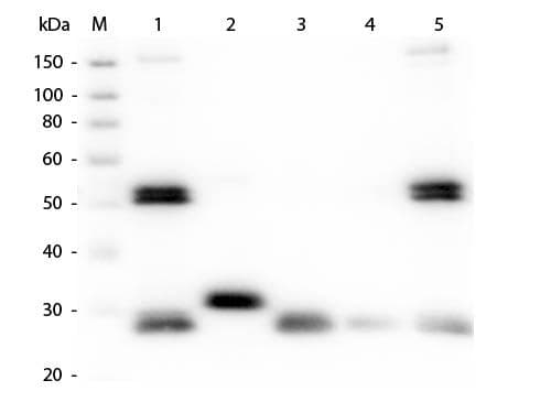 Goat Anti-Rat IgG Secondary Antibody (Atto 655)