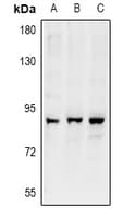 ARHGEF19 / WGEF Antibody