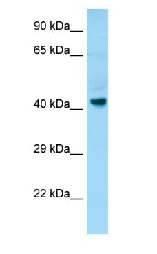 GPR34 Antibody (C-Terminus)