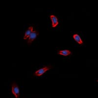 ADGRG3 / GPR97 Antibody (Internal)