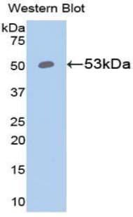 FASLG / Fas Ligand Antibody (aa103-281)