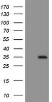 NQO2 Antibody (clone OTI5F6)