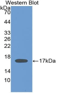 IL2 Antibody (aa21-153)