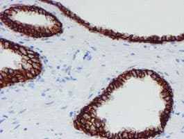 SRPRB Antibody (clone OTI1D9)