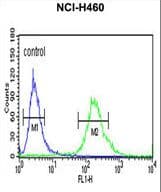 ALG14 Antibody (aa67-93)