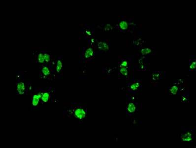 Polyclonal Rabbit anti-Human HIST1H4I Antibody (IF, WB)
