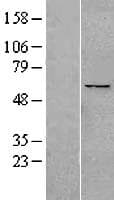 PPAN Protein (Over-Expression Lysate Myc-DDK (Flag))