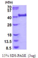 Human LRP2BP / LRP2 Binding Protein (Recombinant His)