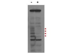 IHC-plus™ CENPU / MLF1IP Antibody