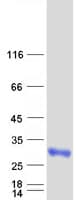 Human IGFBP6 Protein (Recombinant Myc-DDK (Flag))