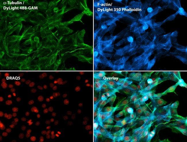 Goat Anti-Mouse IgG Secondary Antibody (DY488)