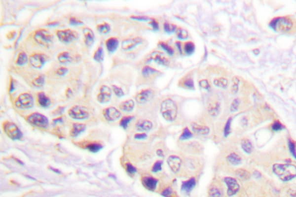 Polyclonal Rabbit anti-Human HSP90AB1 / HSP90 Alpha B1 Antibody (phospho-Ser254, IHC, WB)