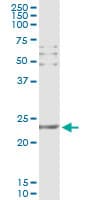 CD69 Antibody (clone 4H3)