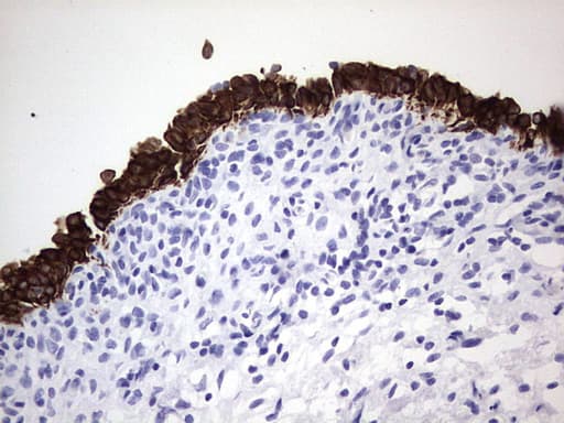 ENKUR Antibody (clone OTI6C10, Carrier-free)