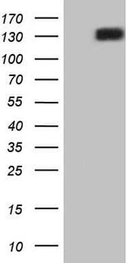 RET Antibody (aa713-1017, clone OTI20B8)