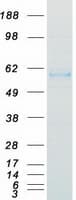 Human CTSA / Cathepsin A Protein (Recombinant Myc-DDK (Flag))