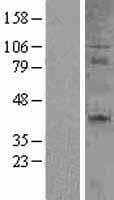 CD27 Protein (Over-Expression Lysate Myc-DDK (Flag))