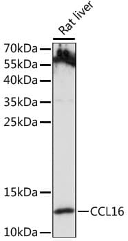 CCL16 / LEC Antibody