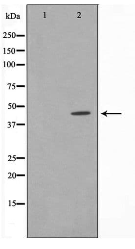 Basigin / Emmprin / CD147 Antibody