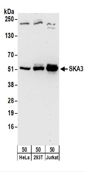 RAMA1 / SKA3 Antibody (aa362-412)