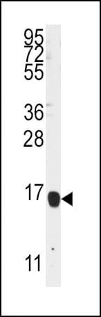 ALOX5AP / FLAP Antibody (aa86-117)