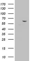 DDX56 Antibody (aa323-547, clone OTI1G6, Carrier-free)