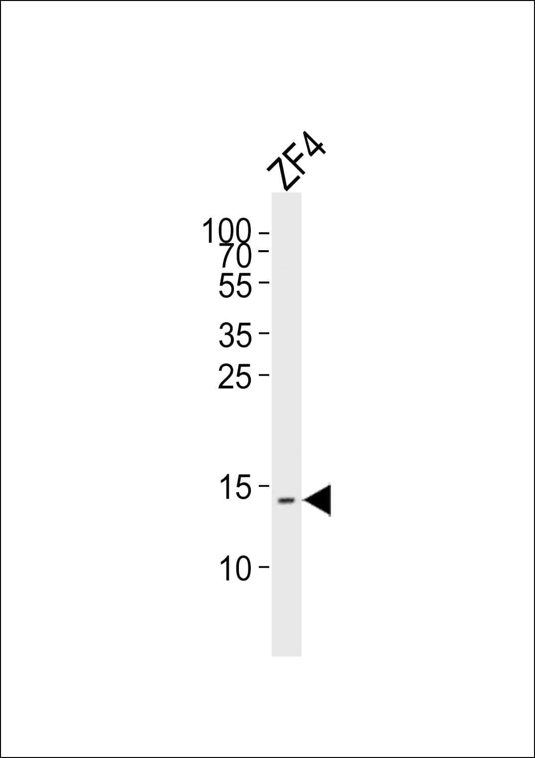 HIST1H2BG Antibody (aa1-30)