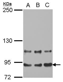 MED16 / THRAP5 Antibody