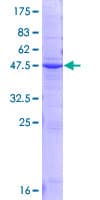 Human ORM2 / Orosomucoid 2 Protein (Recombinant GST)