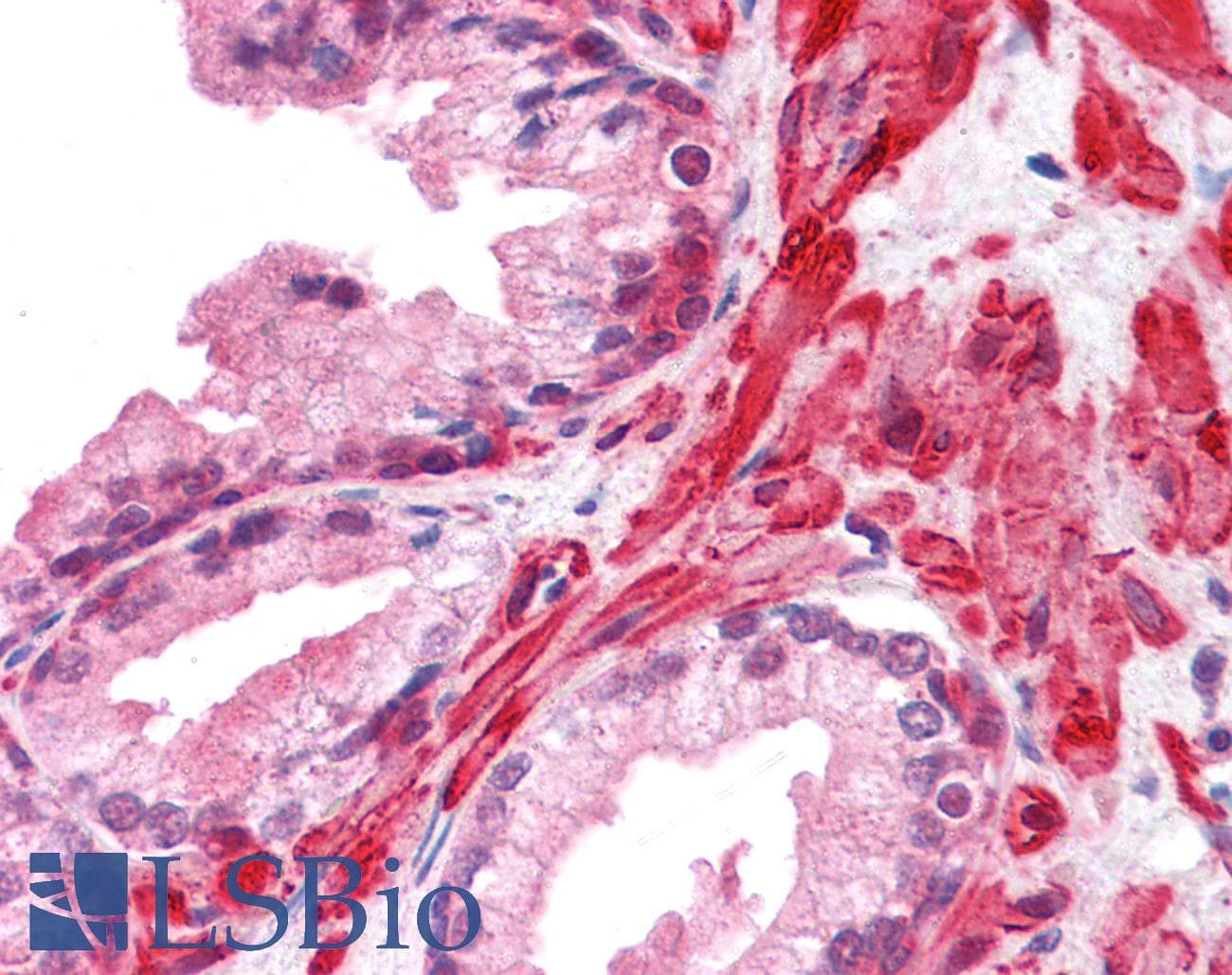IHC-plus™ FRK Antibody (clone 1A8H2C12)