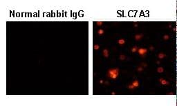 SLC7A3 / CAT-3 Antibody