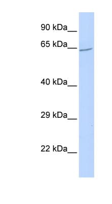 ZNF300 Antibody (aa72-121)
