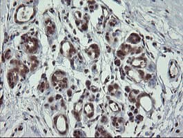 FAM164A / CGI-62 Antibody (clone OTI4G2, Carrier-free)