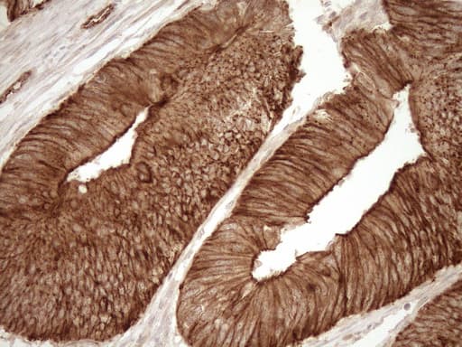 EPLIN Antibody (aa1-275, clone OTI1A3)