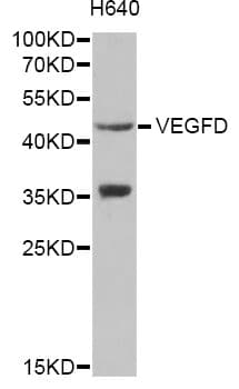 VEGFD Antibody