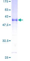 Human VAP33 / VAPA Protein (Recombinant GST)