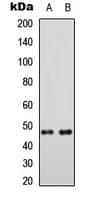 MRPS5 Antibody (C-Terminus)