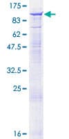 Human SEMA4A / Semaphorin 4A Protein (Recombinant GST)