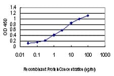 ATP6V0D1 Antibody (clone 2G12)