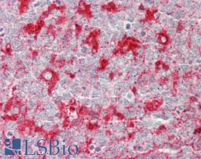 PathPlus™ CD63 Antibody (clone AHN16.1/46-4-5)