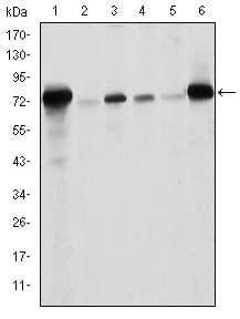 LMNA / Lamin A+C Antibody (clone 4E7)