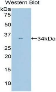 PPIE / Cyclophilin E Antibody (aa12-286)
