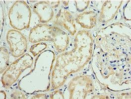ANAPC10 / APC10 Antibody (aa1-185)