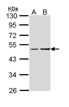 IHC-plus™ GNAS Antibody
