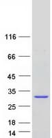 Human RWDD3 Protein (Recombinant Myc-DDK (Flag))