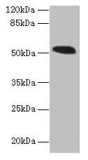 MIEF1 / SMCR7L Antibody